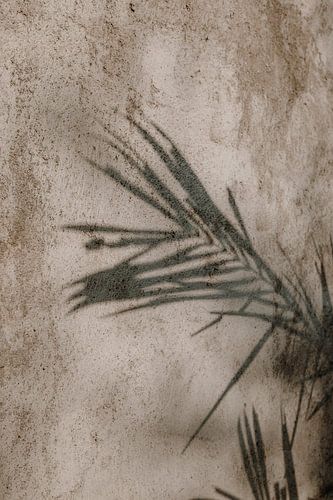 Schaduw plant | mediterraans