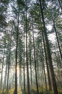 Forêt d'automne sur la Veluwe avec une douce lumière du soir.
