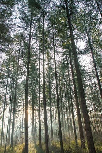 Forêt d'automne sur la Veluwe avec une douce lumière du soir.