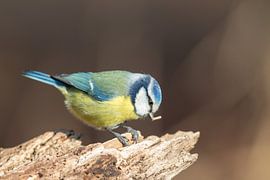 Blaumeise (Cyanistes caeruleus) von Dirk Rüter