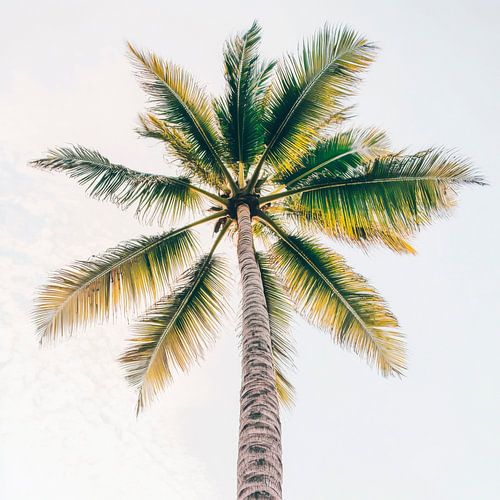 Palme im Himmel