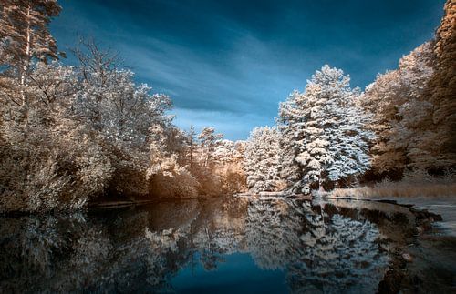 Infrarot-Wanderwald im Sommer