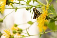 Tropische vlinder op gele bloem van Marijke van Eijkeren thumbnail