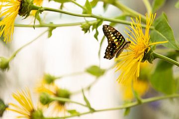 Tropische vlinder op gele bloem