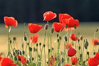 Coquelicots