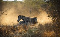 Zebra's vechten