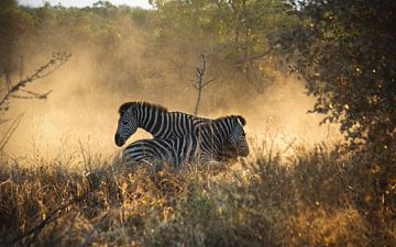 Zebra's vechten van Jojanneke Vos