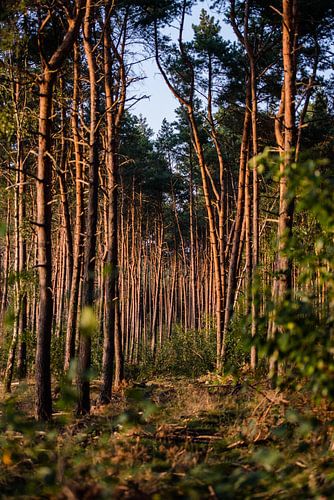 Magical light in the pine forest