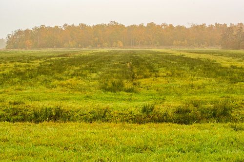 Autumn landscapes Haar-Zuijlens, Utrecht