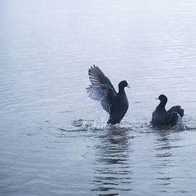 Lovebirds van Esmeralda holman