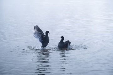 Lovebirds van Esmeralda holman