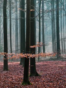 Nebliger Morgen im Herbstwald auf der Veluwe!