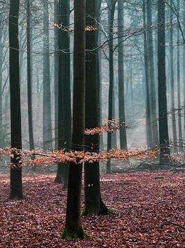 Mistige ochtend in het herfst bos op de Veluwe! van Peter Haastrecht, van