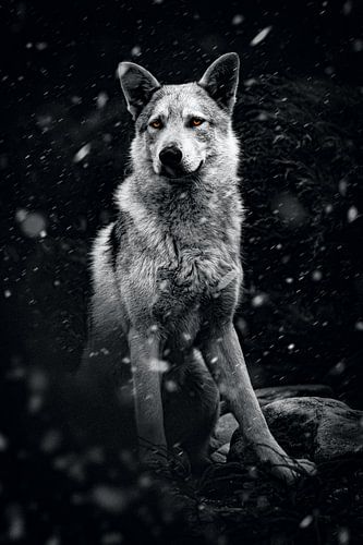 Too Protect and Serve K9