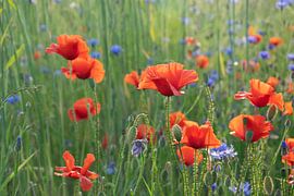 A dreamy field of flowers by Kimfaesdesign