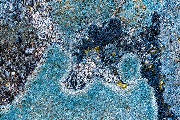 lichens bleus sur Mel van Schayk