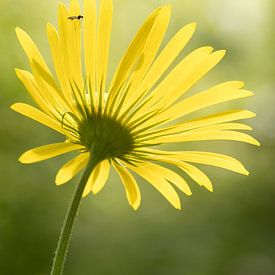 Weegbreezonnebloem met insect in tegenlicht van Heidi Bol