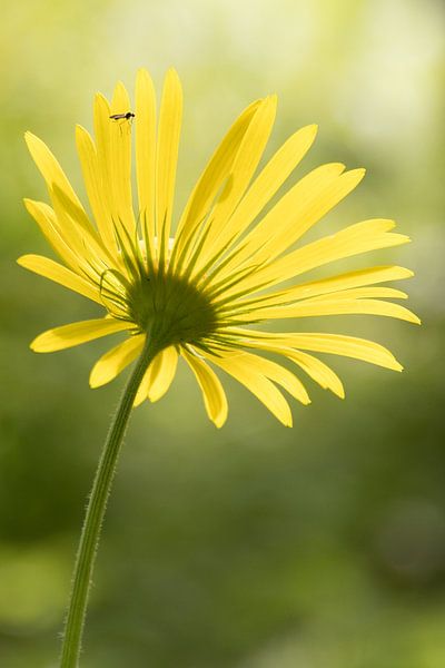 Libra sunflower with insect in backlight by Heidi Bol