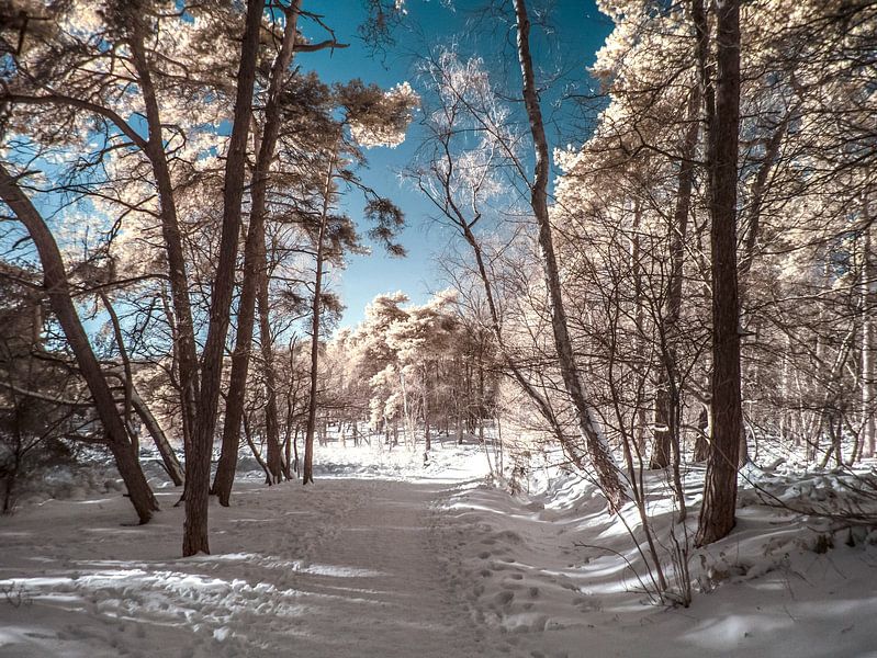On a cold winter day by Lex Schulte