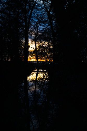 Oog van de natuur
