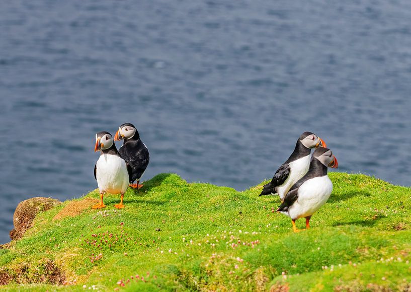 Papageientaucher von Merijn Loch