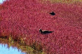 Réserve naturelle de l'île de Ré