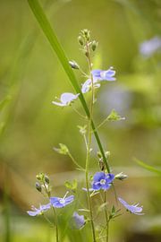 blauwe bloemen in lentegroen