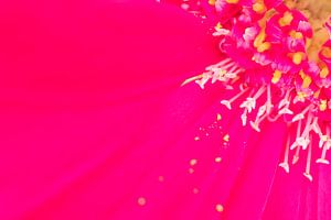 Bunte Frühlingsblumen in extremer Nahaufnahme violett-rosa von Marieke Feenstra