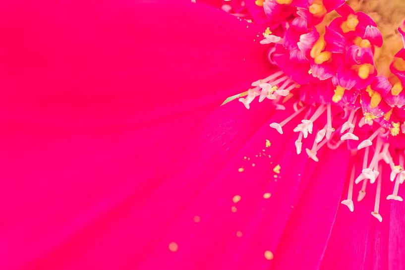 Fleurs printanières colorées rose pourpre extrême par Marieke Feenstra