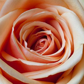 Rose roos. van M. van Oostrum