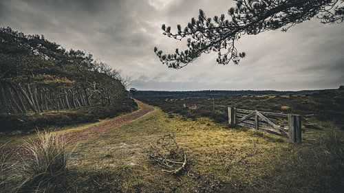 't Groote Ganzenveld, Schoorlse Duinen van rosstek ®