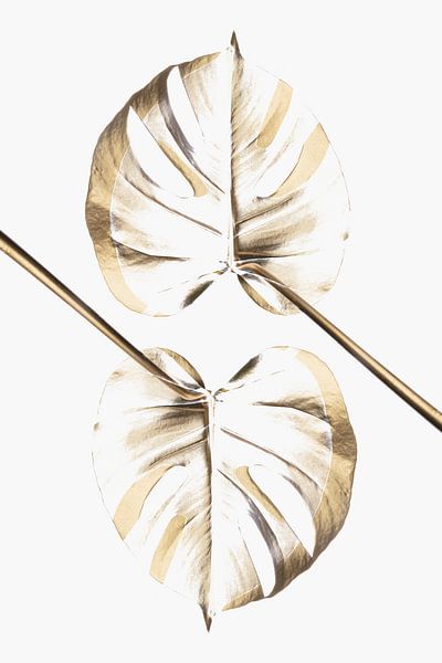 Monstera Gold 10 par Pictufy Studio III