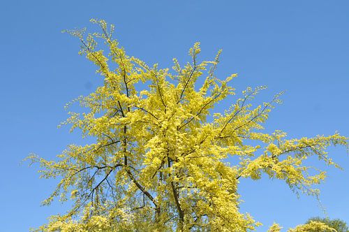 Strak blauwe hemel von André Roes