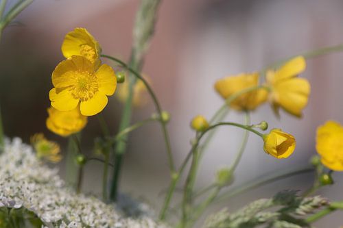 Boterbloemen, sierlijk hangend aan de steel boven een wit bloemenveld met een zachte achtergrond
