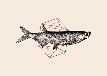 Fisch in Geometrie NAo2, Florent Bodart von 1x