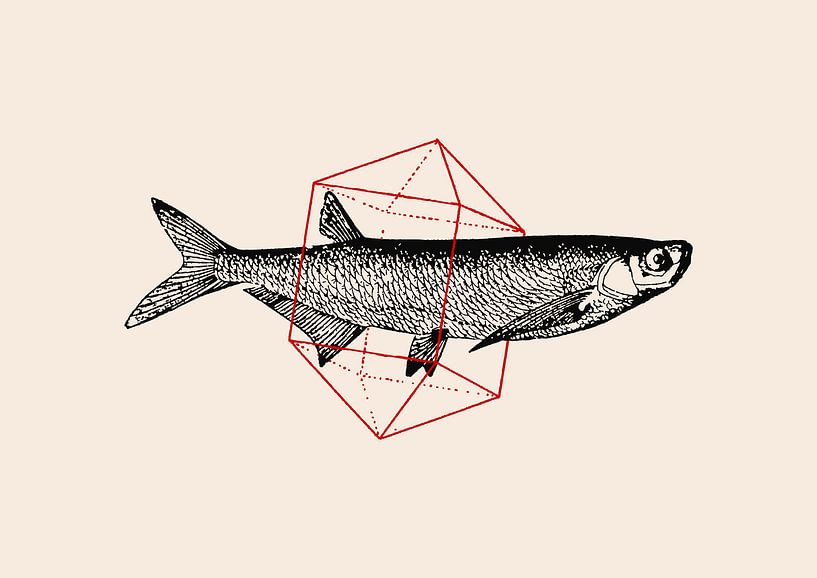 Poissons en géométrie Nº2 par Florent Bodart
