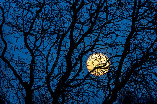 Volle maan achter boom