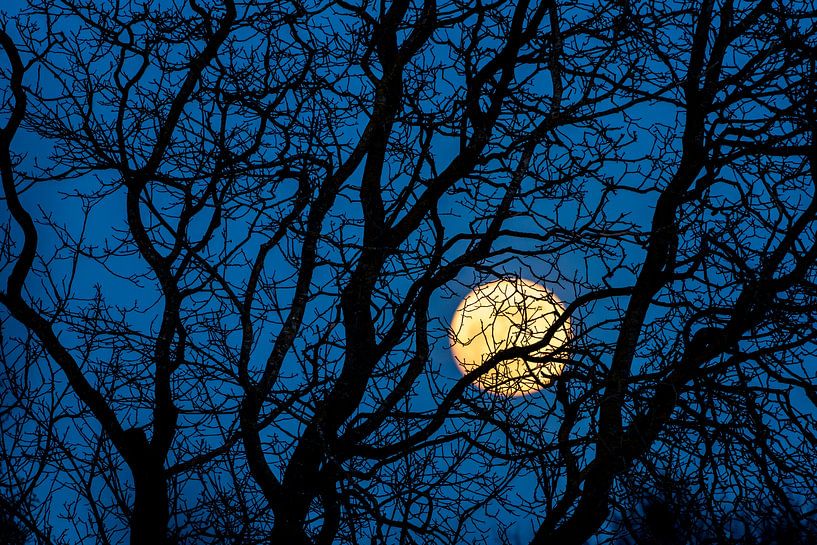 Volle maan achter boom van Stephan Zaun