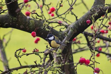 Koolmees in een appelboom van Fotowinkel 2.0