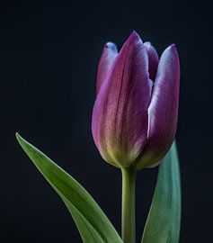 Tulip macro nature by Vincent Vroegop