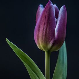 Tulip macro natuur van Vincent Vroegop
