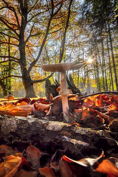 Herbst Wald von Voss Fine Art Fotografie