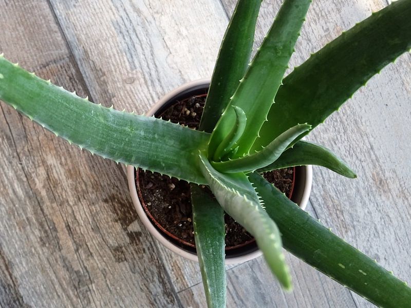 Kamerplant: Aloe Vera 2-2 par MoArt (Maurice Heuts)