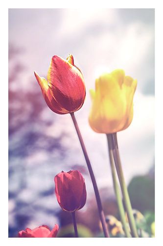 Een kleurrijke bloemenzee - sfeervol, kleurrijk tulpenveld - voorjaarsontwaken