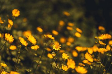 Fleurs jaunes du printemps sur Catrin Grabowski