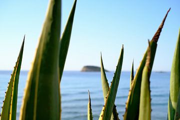 Agave bladeren en  rots aan de Middellandse Zee, Ibiza van Diana van Neck Photography