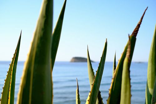 Agave bladeren en  rots aan de Middellandse Zee, Ibiza