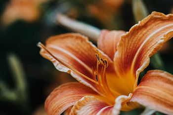 Orangene Lilie