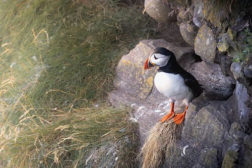 Papegaaiduiker op de uitkijk vanaf de rotsen in Schotland van Dennis van Hof