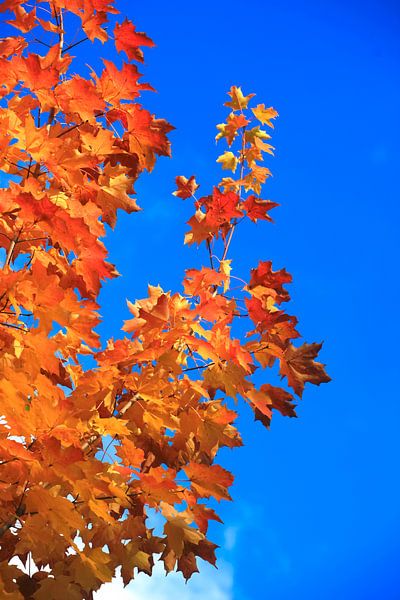 Goldener Oktober von Thomas Jäger